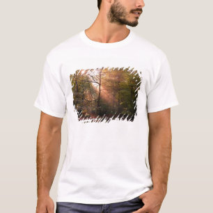 T-shirt Royaume-Uni. Forêt de Dean. Rayon de soleil pénétr