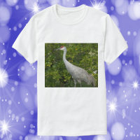 Sandhill Crane Bird Nature Photographie