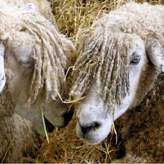 T-SHIRT SHEEP