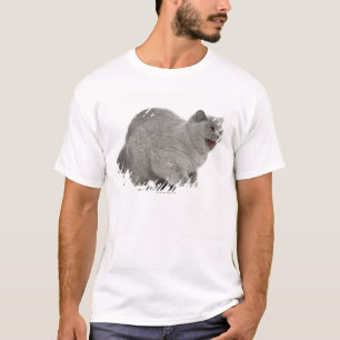 T-shirt Shorthair britannique effrayé sifflant (8 mois)
