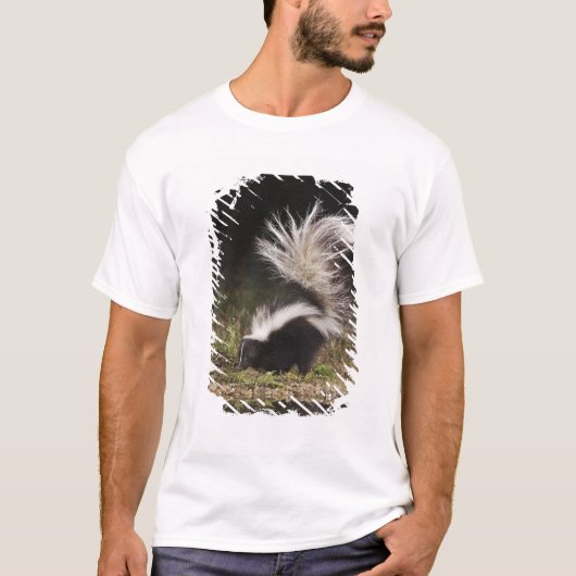 T-shirt Stried Skunk, Mephitis mephitis (Devant)
