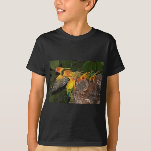 T-shirt Sun Conures (Devant)
