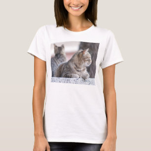 T-shirt Tabby cats en repos