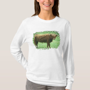 T-shirt Taureau des Highlands, île de Mull, Intérieur