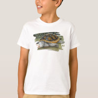 Terrapin de dos en forme de losange dans le