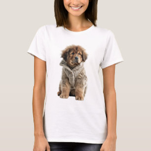 T-shirt Tibétain Mastiff Brun et Fluffy en Pull Beige Cosy