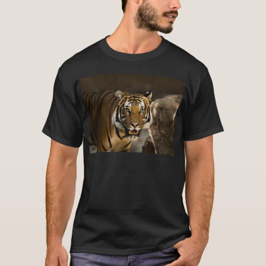 T-shirt Tigre de Sibérie (Devant)