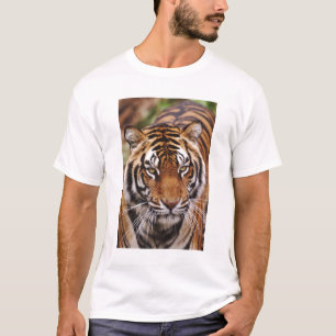 T-shirt Tigre du Bengale, Panthera tigris