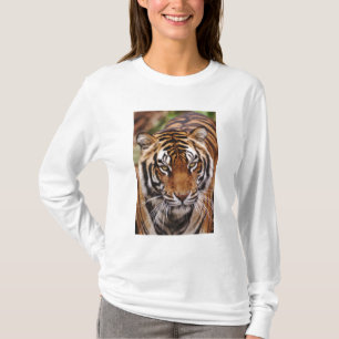 T-shirt Tigre du Bengale, Panthera tigris