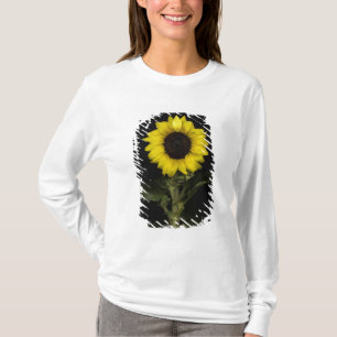 T-shirt Tournesol 11