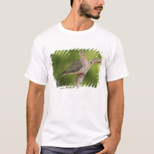 T-shirt Tourterelle triste, Zenaida macroura