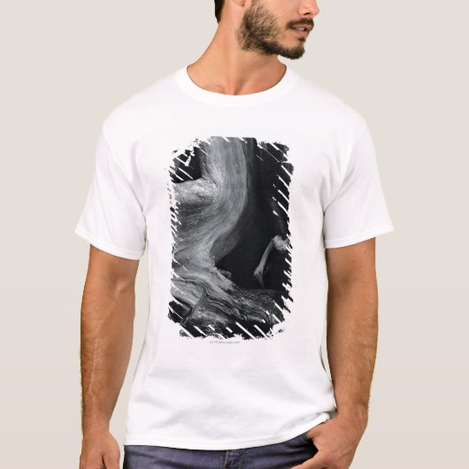 T-shirt Tronc d'arbre mort (Devant)
