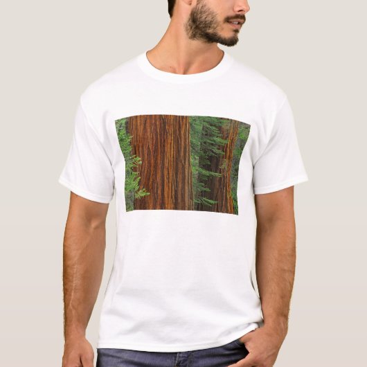 T-shirt troncs de Séquoia géant en forêt, Yosemite (Devant)