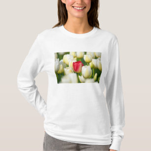 T-shirt Tulipe rouge dans un domaine des tulipes blanches