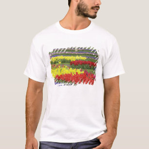 T-shirt Tulipes, Jacinthe des vignes et Jonquilles, 2