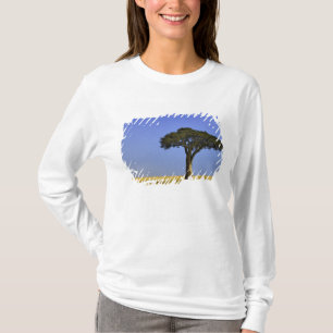 T-shirt Un seul acacia dans les plaines herbeuses, Masai M