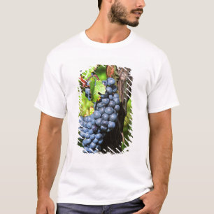 T-shirt Une grappe de raisins merlot mûrs sur une vigne av