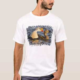 T-shirt Une paire d'eiders à tête grise en parade nuptiale