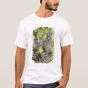 T-shirt Une vigne très ancienne dans le vignoble du Clos d