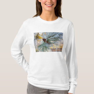 T-shirt USA, Oregon, Bend. Les aiguilles de pin de Pondero