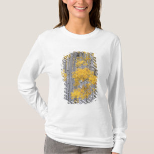 T-shirt UTAH. ÉTATS-UNIS. Bosquet de trembles (Populus tre