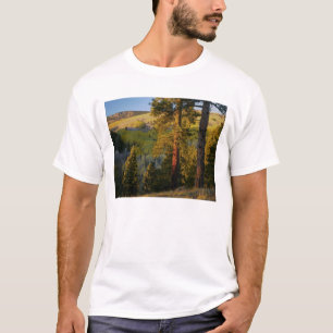 T-shirt UTAH. Pins ponderosa et trembles, automne. Lever d