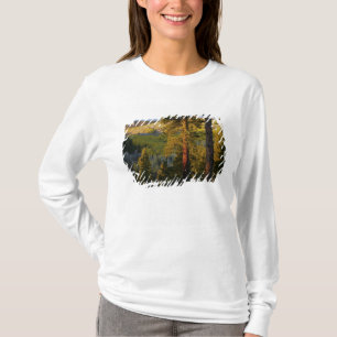 T-shirt UTAH. Pins ponderosa et trembles, automne. Lever d