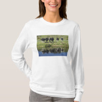 Vaches reflétées dans le canal, Henley, plaine de 