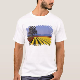 T-shirt WA, Skagit Valley, Skagit Valley Tulip 2