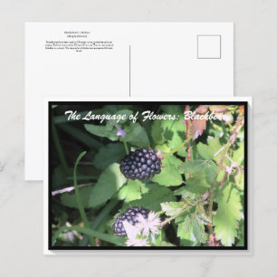 Taal van bloemen De Blackberry Briefkaart