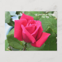 Taal van Bloemen Roze Roos