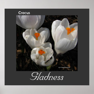 Taal van het Poster Flowers Crocus Gladness