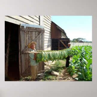 Tabak Entering Curing Barn Pinar del Rio Cuba Poster