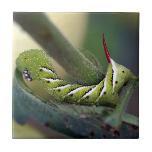 Tabak Hornworm Caterstyle Ceramic Photo Tile Tegeltje (Voorkant)