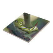 Tabak Hornworm Caterstyle Ceramic Photo Tile Tegeltje (Zijkant)