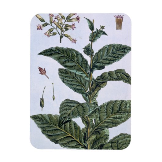 Tabak plant, bord 7, van 'Collectie del euse' Magneet (Verticaal)