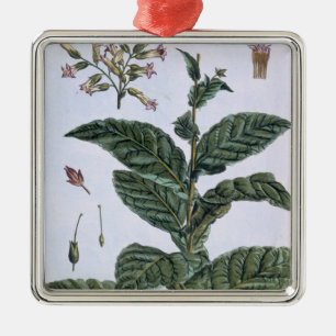 Tabak plant, bord 7, van 'Collectie del euse' Metalen Ornament