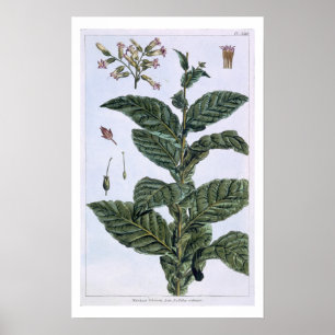 Tabak plant, bord 7, van 'Collectie del euse' Poster