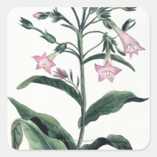 Tabak Vierkante Sticker