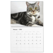 Tabbis gris adorable Calendrier 2022 (Feb 2026)