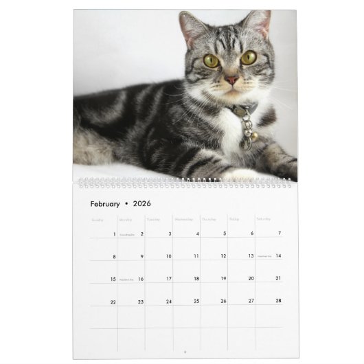 Tabbis gris adorable Calendrier 2022 (Feb 2026)