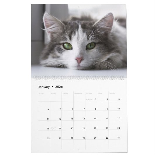 Tabbis gris adorable Calendrier 2022 (Jan 2026)