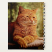 Tabby (Dos)