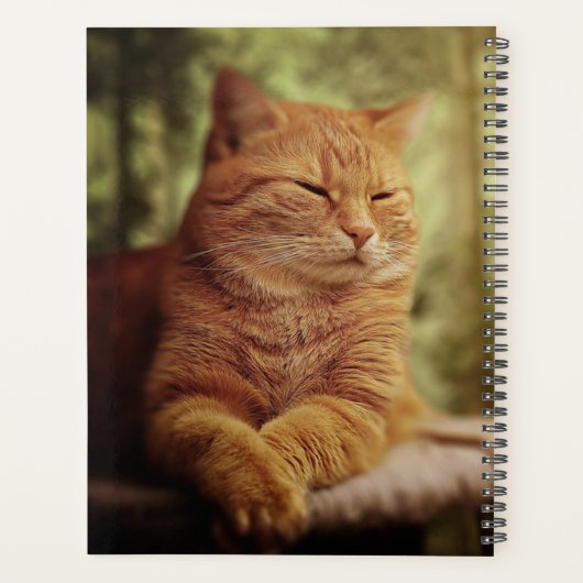 Tabby (Dos)