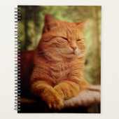 Tabby (Devant)