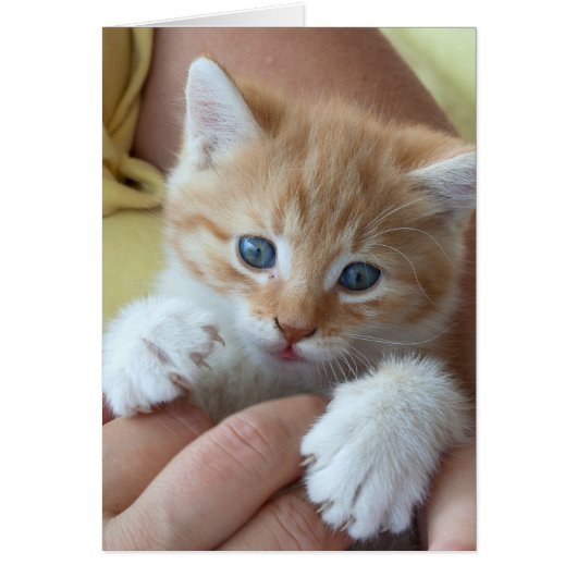 Tabby Baby doux (Devant)