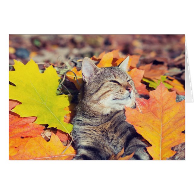 Tabby Basking in de olie (Voorkant Horizontaal)