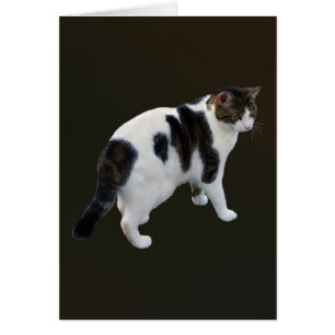 Tabby Blanc Avec Patches Sombres