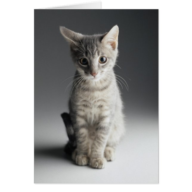 Tabby bleu Kitten (Devant)