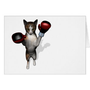 Tabby Boxer